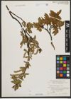Foto von Salix waldsteiniana Willd.